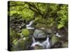 Rio Silveira, Moss-Covered Stones, Caldeirao Verde, Queimados, Madeira, Portugal-Rainer Mirau-Stretched Canvas