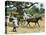 Ripe Bananas Brought to the Wharf, Annatto Bay, Jamaica, 1880s-null-Stretched Canvas