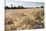 Ripe Barley Crop in Field, Haregill Lodge Farm, Ellingstring, North Yorkshire, England, UK, July-Paul Harris-Stretched Canvas