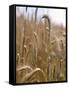 Ripe Barley Ears in the Field-Peter Rees-Framed Stretched Canvas