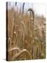 Ripe Barley Ears in the Field-Peter Rees-Stretched Canvas