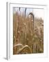 Ripe Barley Ears in the Field-Peter Rees-Framed Photographic Print