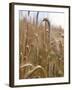 Ripe Barley Ears in the Field-Peter Rees-Framed Photographic Print