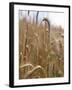 Ripe Barley Ears in the Field-Peter Rees-Framed Photographic Print