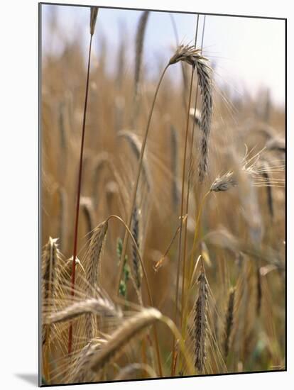 Ripe Barley Ears in the Field-Peter Rees-Mounted Photographic Print