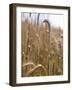 Ripe Barley Ears in the Field-Peter Rees-Framed Photographic Print