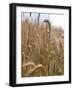 Ripe Barley Ears in the Field-Peter Rees-Framed Photographic Print