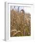 Ripe Barley Ears in the Field-Peter Rees-Framed Photographic Print