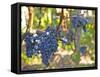 Ripe Bunches of Merlot Grapes, Chateau La Grave Figeac, Saint Emilion, Bordeaux, France-Per Karlsson-Framed Stretched Canvas