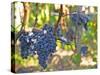 Ripe Bunches of Merlot Grapes, Chateau La Grave Figeac, Saint Emilion, Bordeaux, France-Per Karlsson-Stretched Canvas