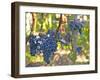 Ripe Bunches of Merlot Grapes, Chateau La Grave Figeac, Saint Emilion, Bordeaux, France-Per Karlsson-Framed Photographic Print