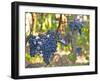 Ripe Bunches of Merlot Grapes, Chateau La Grave Figeac, Saint Emilion, Bordeaux, France-Per Karlsson-Framed Photographic Print