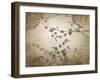 Ripe Cherry Tree-Kari Taylor-Framed Giclee Print