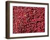 Ripe Coffee Beans, Recuca Coffee Plantation, Near Armenia, Colombia, South America-Ethel Davies-Framed Photographic Print