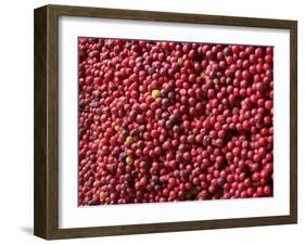 Ripe Coffee Beans, Recuca Coffee Plantation, Near Armenia, Colombia, South America-Ethel Davies-Framed Photographic Print