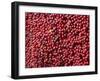 Ripe Coffee Beans, Recuca Coffee Plantation, Near Armenia, Colombia, South America-Ethel Davies-Framed Photographic Print