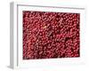 Ripe Coffee Beans, Recuca Coffee Plantation, Near Armenia, Colombia, South America-Ethel Davies-Framed Photographic Print