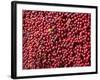 Ripe Coffee Beans, Recuca Coffee Plantation, Near Armenia, Colombia, South America-Ethel Davies-Framed Photographic Print