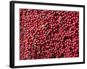 Ripe Coffee Beans, Recuca Coffee Plantation, Near Armenia, Colombia, South America-Ethel Davies-Framed Photographic Print