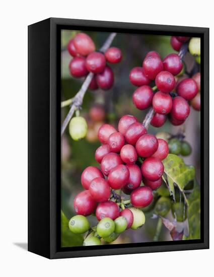 Ripe Coffee Berries, Kona Joe's Coffee Plantation, Kona, Hawaii-Ethel Davies-Framed Stretched Canvas