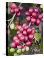 Ripe Coffee Berries, Kona Joe's Coffee Plantation, Kona, Hawaii-Ethel Davies-Stretched Canvas
