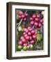 Ripe Coffee Berries, Kona Joe's Coffee Plantation, Kona, Hawaii-Ethel Davies-Framed Photographic Print