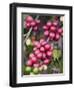 Ripe Coffee Berries, Kona Joe's Coffee Plantation, Kona, Hawaii-Ethel Davies-Framed Photographic Print