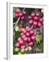 Ripe Coffee Berries, Kona Joe's Coffee Plantation, Kona, Hawaii-Ethel Davies-Framed Photographic Print