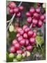 Ripe Coffee Berries, Kona Joe's Coffee Plantation, Kona, Hawaii-Ethel Davies-Mounted Photographic Print