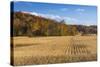 Ripe Cornfield and Barn in Brown County, Indiana, USA-Chuck Haney-Stretched Canvas