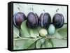 Ripe Damsons and Green Damsons on Branch-Luzia Ellert-Framed Stretched Canvas
