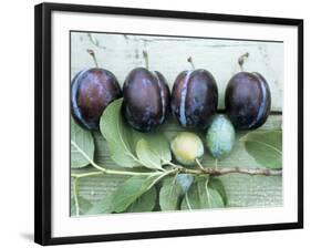 Ripe Damsons and Green Damsons on Branch-Luzia Ellert-Framed Photographic Print