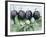 Ripe Damsons and Green Damsons on Branch-Luzia Ellert-Framed Photographic Print