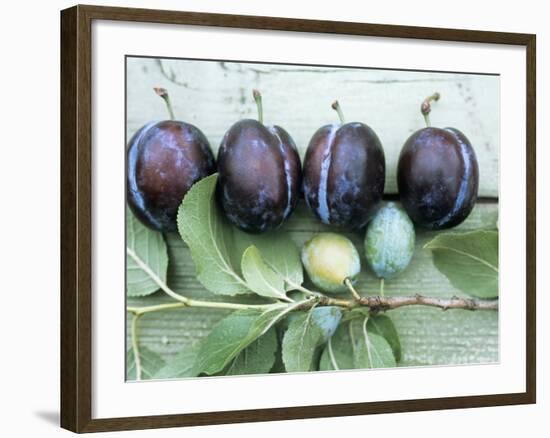 Ripe Damsons and Green Damsons on Branch-Luzia Ellert-Framed Photographic Print