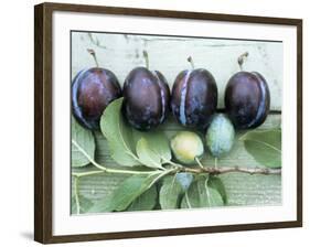 Ripe Damsons and Green Damsons on Branch-Luzia Ellert-Framed Photographic Print