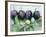 Ripe Damsons and Green Damsons on Branch-Luzia Ellert-Framed Photographic Print