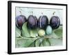 Ripe Damsons and Green Damsons on Branch-Luzia Ellert-Framed Photographic Print