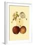 Ripe for Harvest IV-Heinrich Pfeiffer-Framed Art Print