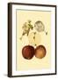 Ripe for Harvest IV-Heinrich Pfeiffer-Framed Art Print