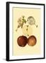 Ripe for Harvest IV-Heinrich Pfeiffer-Framed Art Print