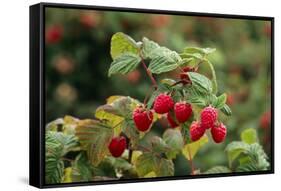 Ripe Fruit Hanging From a Raspberry Bush-Kaj Svensson-Framed Stretched Canvas