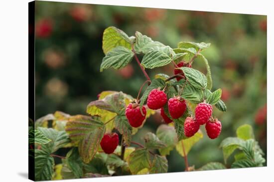 Ripe Fruit Hanging From a Raspberry Bush-Kaj Svensson-Stretched Canvas