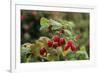 Ripe Fruit Hanging From a Raspberry Bush-Kaj Svensson-Framed Photographic Print