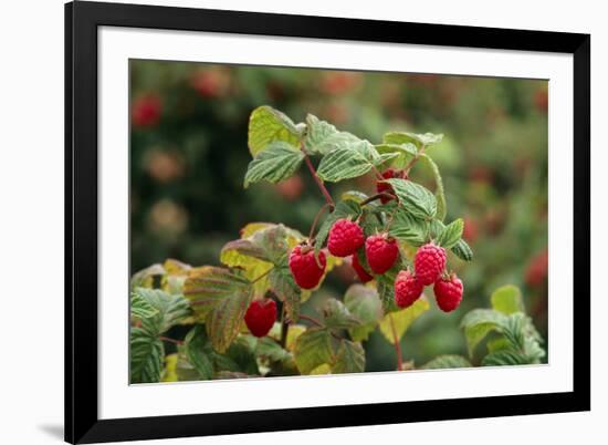 Ripe Fruit Hanging From a Raspberry Bush-Kaj Svensson-Framed Photographic Print