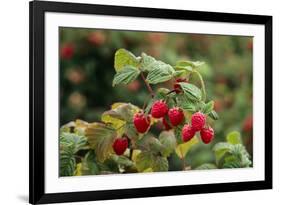Ripe Fruit Hanging From a Raspberry Bush-Kaj Svensson-Framed Photographic Print