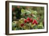 Ripe Fruit Hanging From a Raspberry Bush-Kaj Svensson-Framed Photographic Print