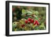 Ripe Fruit Hanging From a Raspberry Bush-Kaj Svensson-Framed Photographic Print