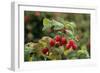 Ripe Fruit Hanging From a Raspberry Bush-Kaj Svensson-Framed Photographic Print