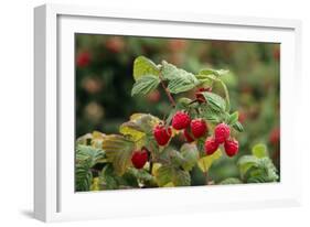 Ripe Fruit Hanging From a Raspberry Bush-Kaj Svensson-Framed Photographic Print