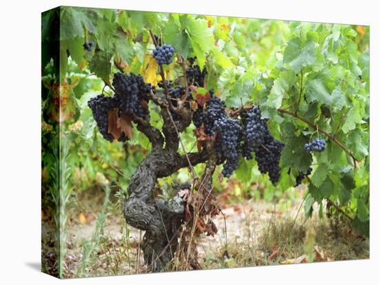 Ripe Grapes in the Vineyard, Domaine Pech-Redon, Coteaux Du Languedoc La Clape-Per Karlsson-Stretched Canvas